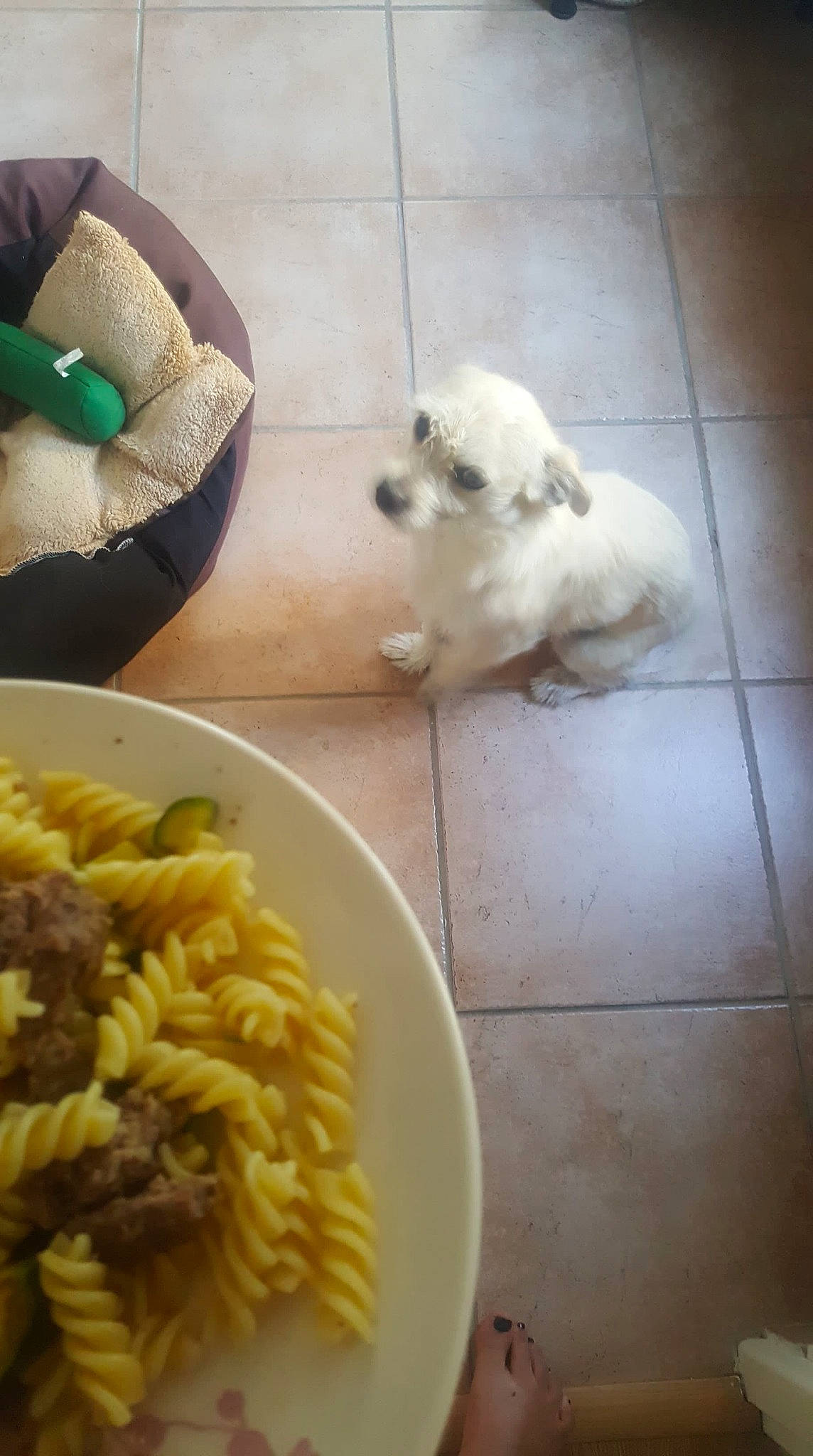 Wolfie participe au concours pour gagner de l'argent avec cette photo : bichon, bolognese, canidae, carnivore, companion_dog, cuisine, dish, dog, dog_breed, fawn, food, havanese, maltese, non_sporting_group, puppy, side_dish, sporting_group, toy_dog