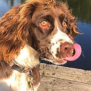 Polly is registered to the contest to win money with this photo: dog, brown, white, tongue_out, collar, dock, wooden, lake, water, outdoor, sunlight, fur, pet, animal, nature, playful, closeup, canine, ears, eyes