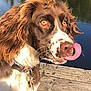 dog, brown, white, tongue_out, collar, dock, wooden, lake, water, outdoor, sunlight, fur, pet, animal, nature, playful, closeup, canine, ears, eyes