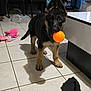 dog, puppy, german_shepherd, orange_ball, toy, indoor, tile_floor, shadow, ears, paws, mouth, playful, pet, table, living_room, furniture, plush_toy, torn_cloth, plastic_bag, tiles