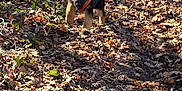 Aria participe au concours pour gagner de l'argent avec cette photo : dog, puppy, german_shepherd, trail, leaves, autumn, forest, path, nature, outdoors, sunlight, shadow, running, playful, pet, canine, adorable, brown_leaves, ground_cover, hiking