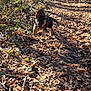 dog, puppy, german_shepherd, trail, leaves, autumn, forest, path, nature, outdoors, sunlight, shadow, running, playful, pet, canine, adorable, brown_leaves, ground_cover, hiking