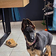 Aria a rejoint le concours — aidez-le/la à gagner de superbes lots ! puppy, dog, german_shepherd, tile_floor, sneaker, shoe, wooden_table, curtain, shelving, orange_ball, pink_collar, mat, indoor, curious, ears_up, front_paws, fur, portrait, black_and_tan, household_item