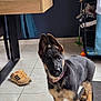 puppy, dog, german_shepherd, tile_floor, sneaker, shoe, wooden_table, curtain, shelving, orange_ball, pink_collar, mat, indoor, curious, ears_up, front_paws, fur, portrait, black_and_tan, household_item
