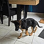 dog, puppy, german_shepherd, pet, indoor, tiled_floor, bowl, kitchen, table, chair, tile, playful, black_and_tan, paw, tail, home, floor, object_in_mouth, domestic, curious