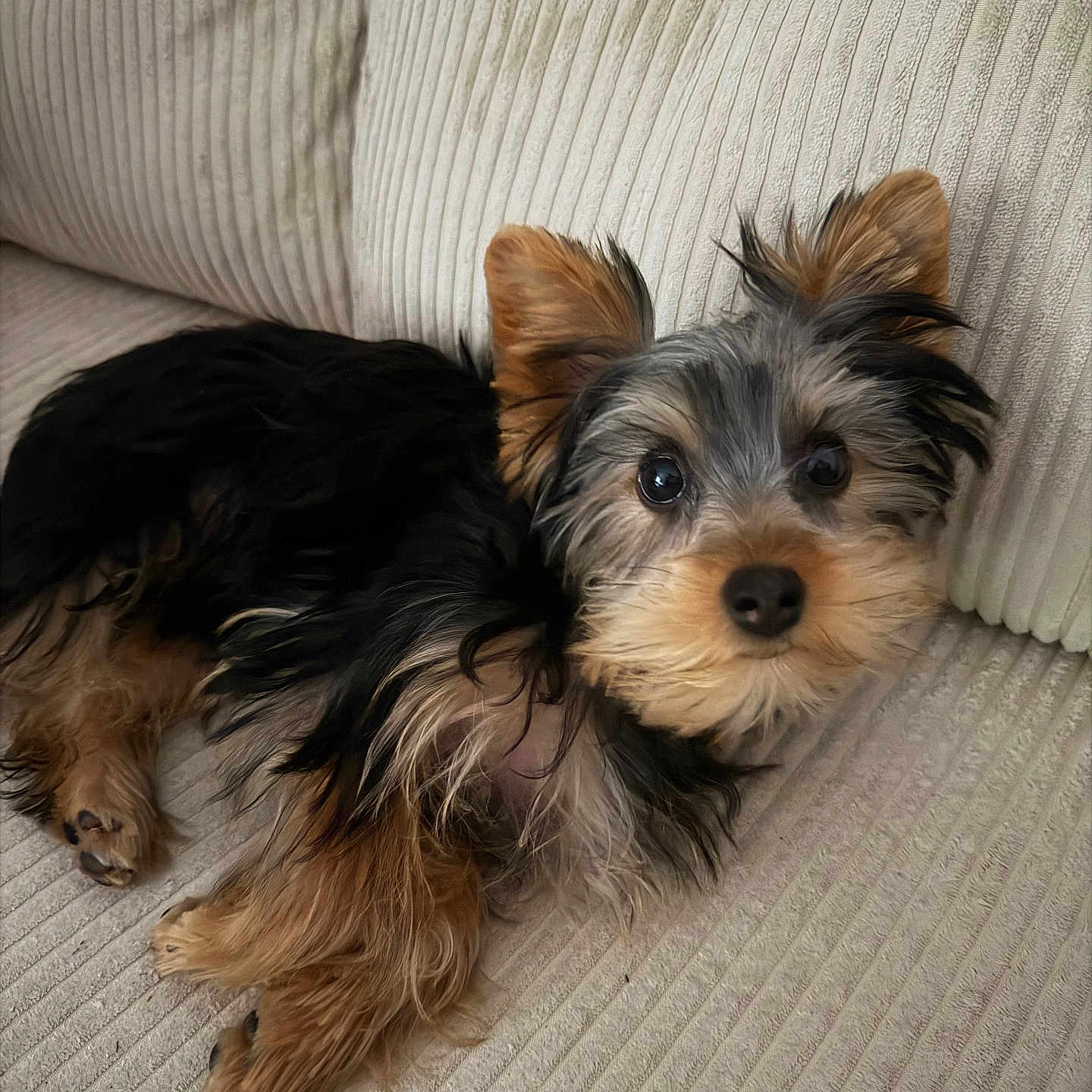 Bella