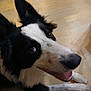 dog, border_collie, black_and_white, pet, canine, animal, indoor, wooden_floor, ears, tongue, happy, close_up, face, fur, laying_down, looking_up, domestic_animal, friendly, playful, companion