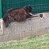 animal, brown_cat, cat, concrete_wall, domestic_animal, fence, fluffy, fur, garden, grass, leisure, mammal, nature, outdoor, pet, quiet, relaxed, resting, side_view, sunlight