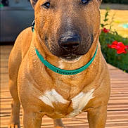 Toronto a rejoint le concours — aidez-le/la à gagner de superbes lots ! bull_terrier, dog, pet, outdoor, wooden_deck, collar, tan_coat, white_marking, greenery, flowers, sunlight, portrait, animal, canine, close_up, standing, ears_up, friendly, nature, daylight