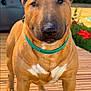 bull_terrier, dog, pet, outdoor, wooden_deck, collar, tan_coat, white_marking, greenery, flowers, sunlight, portrait, animal, canine, close_up, standing, ears_up, friendly, nature, daylight