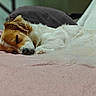 dog, sleeping, bed, blanket, cozy, relaxing, fur, pet, indoor, resting, cute, animal, canine, soft, comfort, pillow, domestic, calm, closeup, laying
