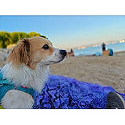Tilo a rejoint le concours — aidez-le/la à gagner de superbes lots ! dog, beach, sand, towel, water, sky, harness, outdoor, pet, nature, relaxation, blue_sky, purple_towel, summer, animal, side_view, calm, daytime, vacation, landscape