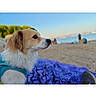 dog, beach, sand, towel, water, sky, harness, outdoor, pet, nature, relaxation, blue_sky, purple_towel, summer, animal, side_view, calm, daytime, vacation, landscape