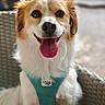 dog, canine, pet, happy, tongue_out, sitting, harness, fluffy, white_fur, tan_fur, closeup, portrait, chair, woven_chair, outdoor, blurred_background, animal, friendly, domestic, companion