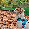 dog, pet, harness, autumn_leaves, outdoor, nature, forest, fall, leaf_litter, canine, animal, brown_and_white, cute, sitting, side_view, green_background, leash, fur, park, daylight