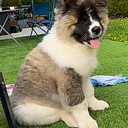 Ashtag a rejoint le concours — aidez-le/la à gagner de superbes lots ! puppy, dog, grass, outdoor, pet, cute, fluffy, tongue_out, sitting, garden, backyard, house, happy, animal, fur, nature, daylight, canine, domestic_animal, playful