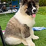 puppy, dog, grass, outdoor, pet, cute, fluffy, tongue_out, sitting, garden, backyard, house, happy, animal, fur, nature, daylight, canine, domestic_animal, playful