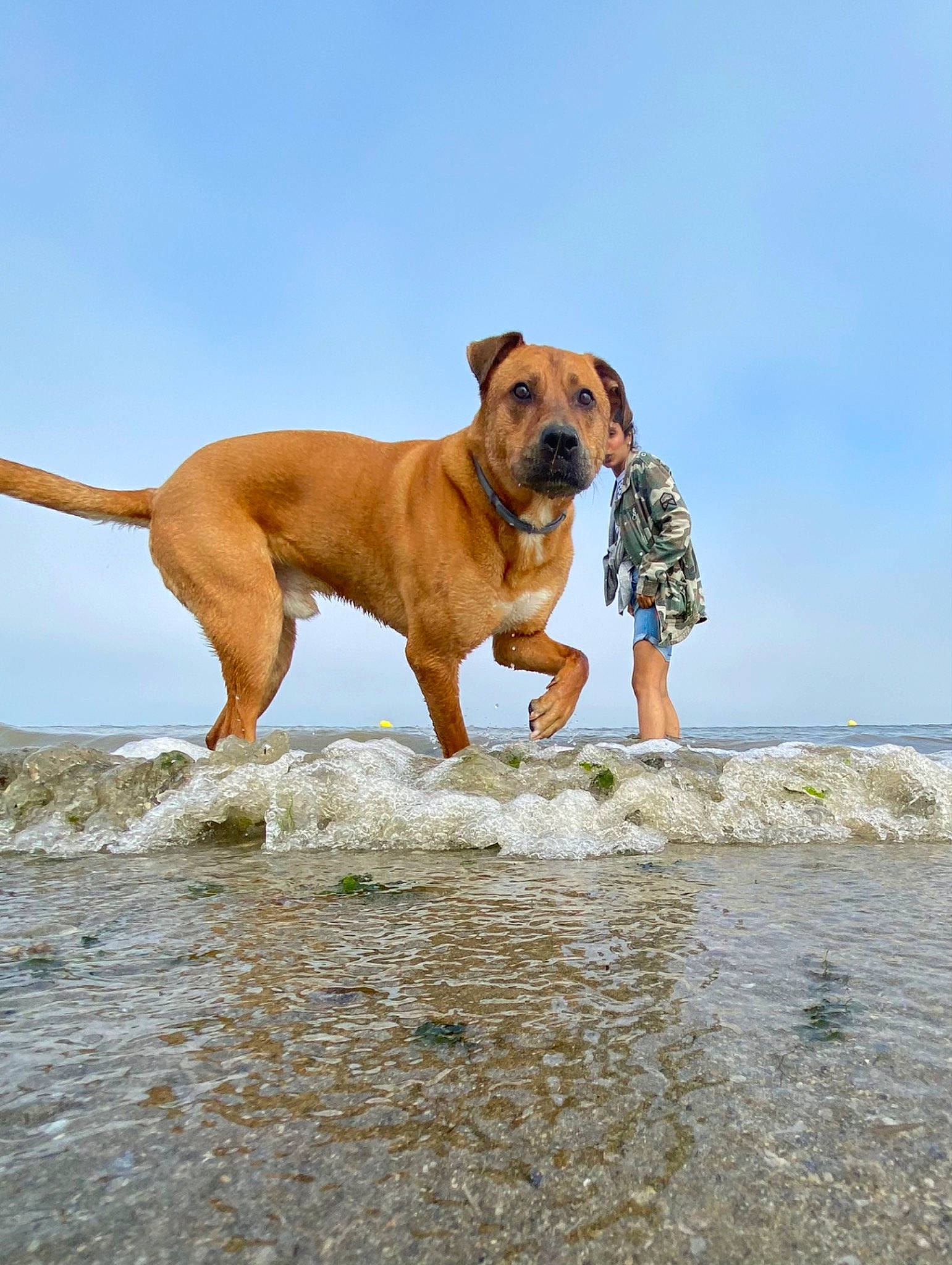 Tyrion participe au concours pour gagner de l'argent avec cette photo : beach, boxer, canidae, carnivore, cloud, collar, companion_dog, dog, dog_breed, dog_collar, fawn, lake, molosser, ocean, sky, snout, sporting_group, water, working_animal, working_dog
