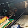 David joined the competition — help win amazing prizes! cat, reflection, glass, books, basket, box, indoor, shelf, black_cat, white_paws, curious, pet, furniture, stacked_books, storage, closeup, animal, whiskers, domestic, soft_light