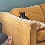David joined the competition — help win amazing prizes! cat, kitten, couch, furniture, living_room, pillow, cardboard_box, wooden_floor, black_and_white, pet, curious, indoor, cozy, home, soft_texture, small, animal, resting, cute, playful