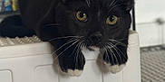 David is registered to the contest to win money with this photo: black_cat, cat, pet, whiskers, paws, indoor, curious, close_up, animal, feline, cute, looking, resting, face, ears, eyes, white_paws, domestic_cat, sitting, focused