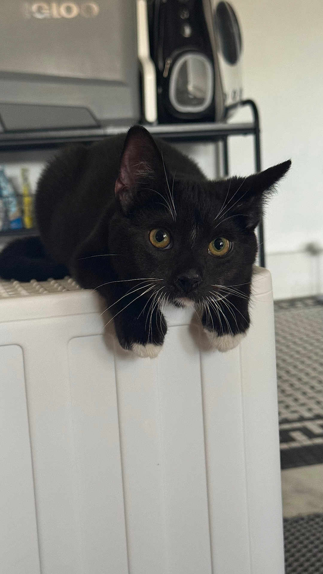 David is registered to the contest to win money with this photo: black_cat, cat, pet, whiskers, paws, indoor, curious, close_up, animal, feline, cute, looking, resting, face, ears, eyes, white_paws, domestic_cat, sitting, focused