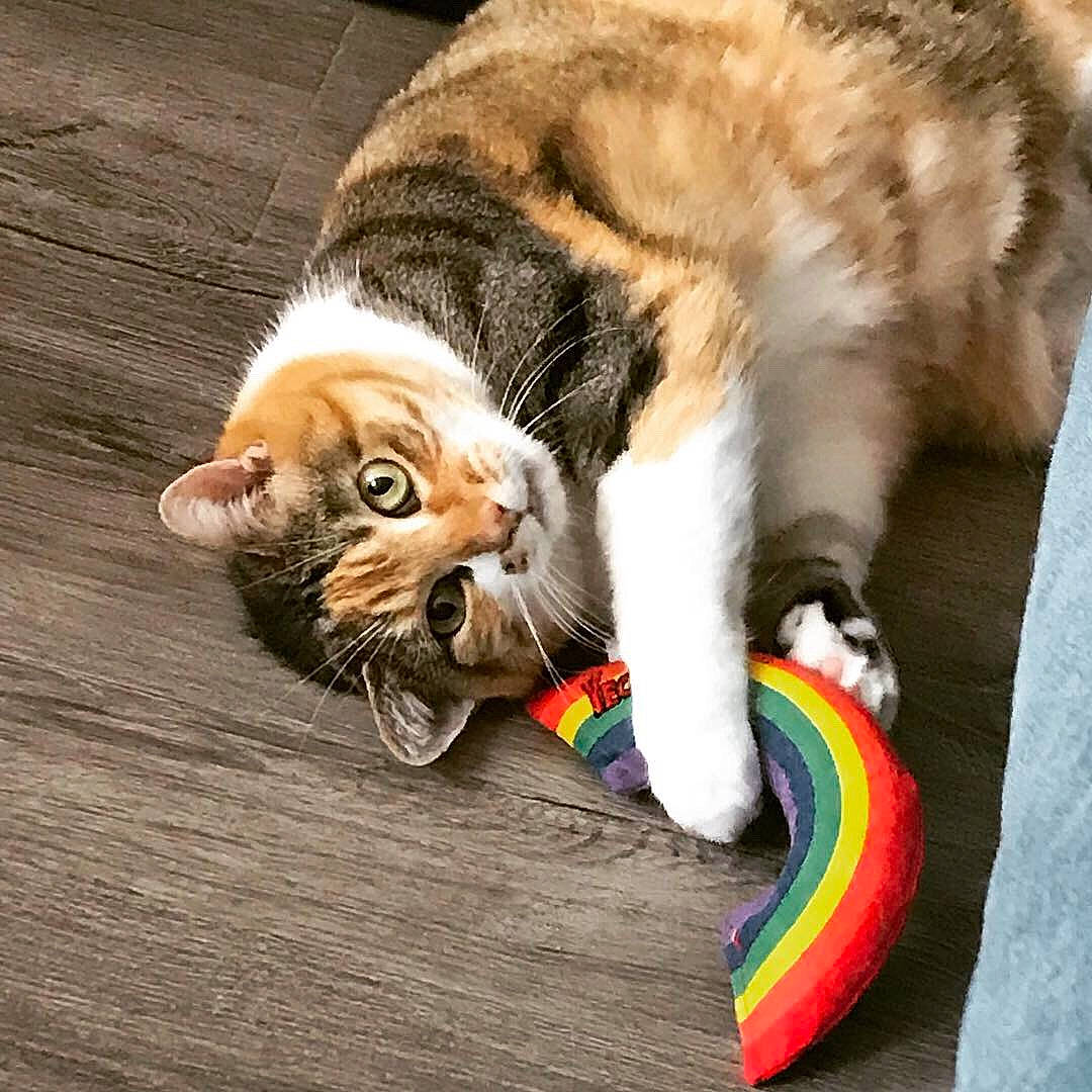 Princess Bubblegum is registered to the contest to win money with this photo: carnivore, cat, claw, domestic_short_haired_cat, european_shorthair, fawn, felidae, fur, kitten, paw, small_to_medium_sized_cats, tabby_cat, tail, whiskers