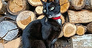 Nozomi a rejoint le concours — aidez-le/la à gagner de superbes lots ! cat, black_cat, red_collar, wood_logs, stacked_wood, outdoor, pavement, green_eyes, curious, animal, pet, nature, texture, stack, sitting, fur, closeup, daylight, wood, background