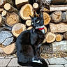 cat, black_cat, red_collar, wood_logs, stacked_wood, outdoor, pavement, green_eyes, curious, animal, pet, nature, texture, stack, sitting, fur, closeup, daylight, wood, background
