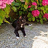 cat, black_cat, white_paws, collar, garden, flowers, pink_hydrangea, green_leaves, sunlight, shadow, pebble_path, outdoor, nature, relaxing, pet, animal, flora, summer, close_up, resting