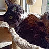 cat, black_cat, white_markings, cat_tree, hammock, sunlight, window, indoor, pet, fur, whiskers, relaxed, cozy, pom_pom, toy, animal, mammal, home, comfortable, resting