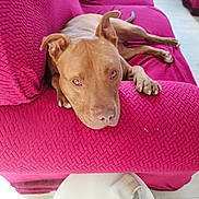 Red Dog joined the competition — help win amazing prizes! dog, brown_dog, couch, red_couch, indoor, pet, relaxed, looking_at_camera, table, coasters, sock, floor, home, furniture, domestic, laying_down, canine, resting, closeup, casual