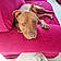 Red Dog