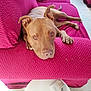 dog, brown_dog, couch, red_couch, indoor, pet, relaxed, looking_at_camera, table, coasters, sock, floor, home, furniture, domestic, laying_down, canine, resting, closeup, casual