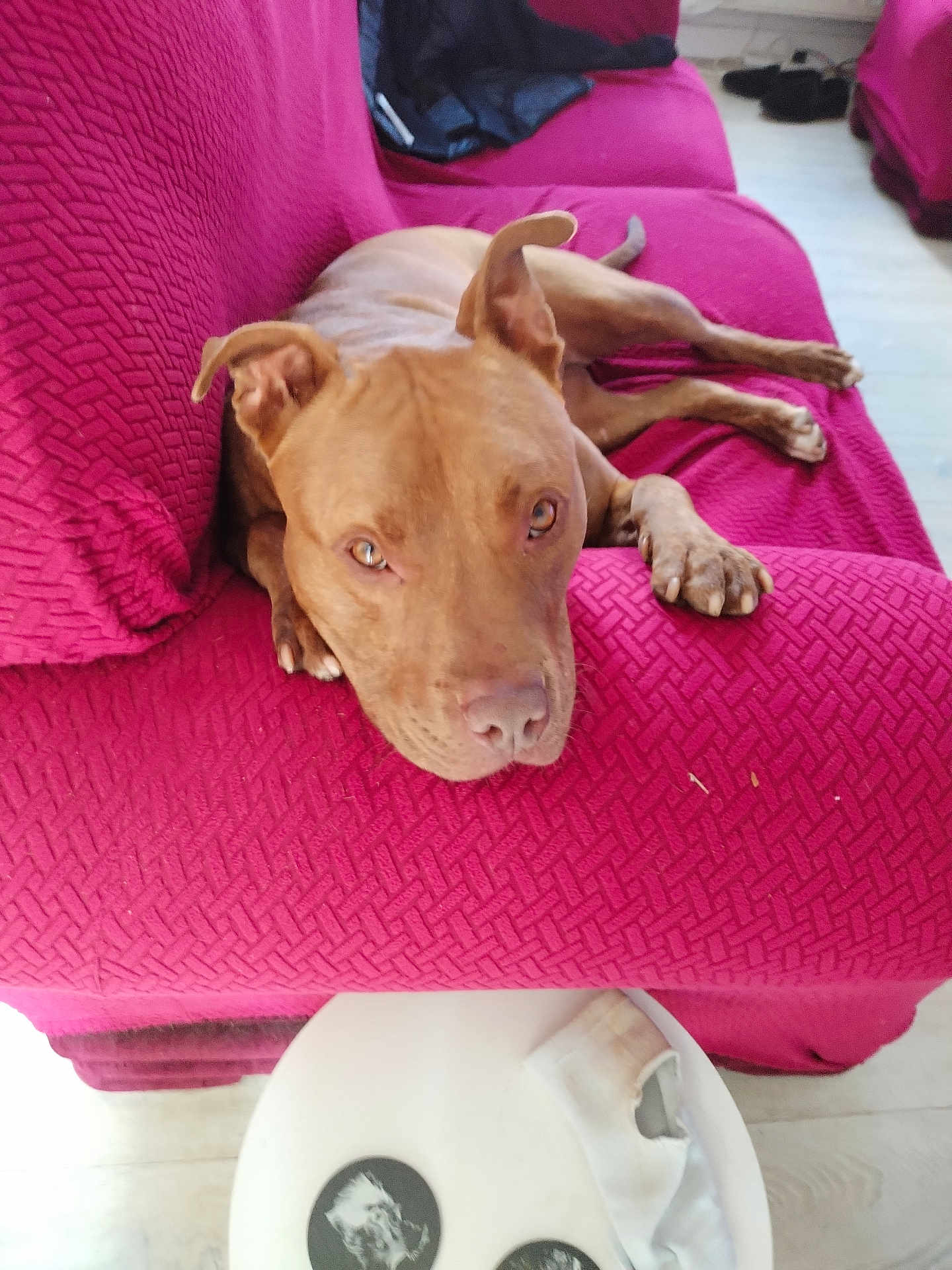 Red Dog