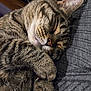 Amora joined the competition — help win amazing prizes! cat, tabby, sleeping, fur, whiskers, paw, closeup, cozy, pet, animal, cute, relaxed, domestic_cat, feline, mammal, indoor, resting, curled_up, gray, texture