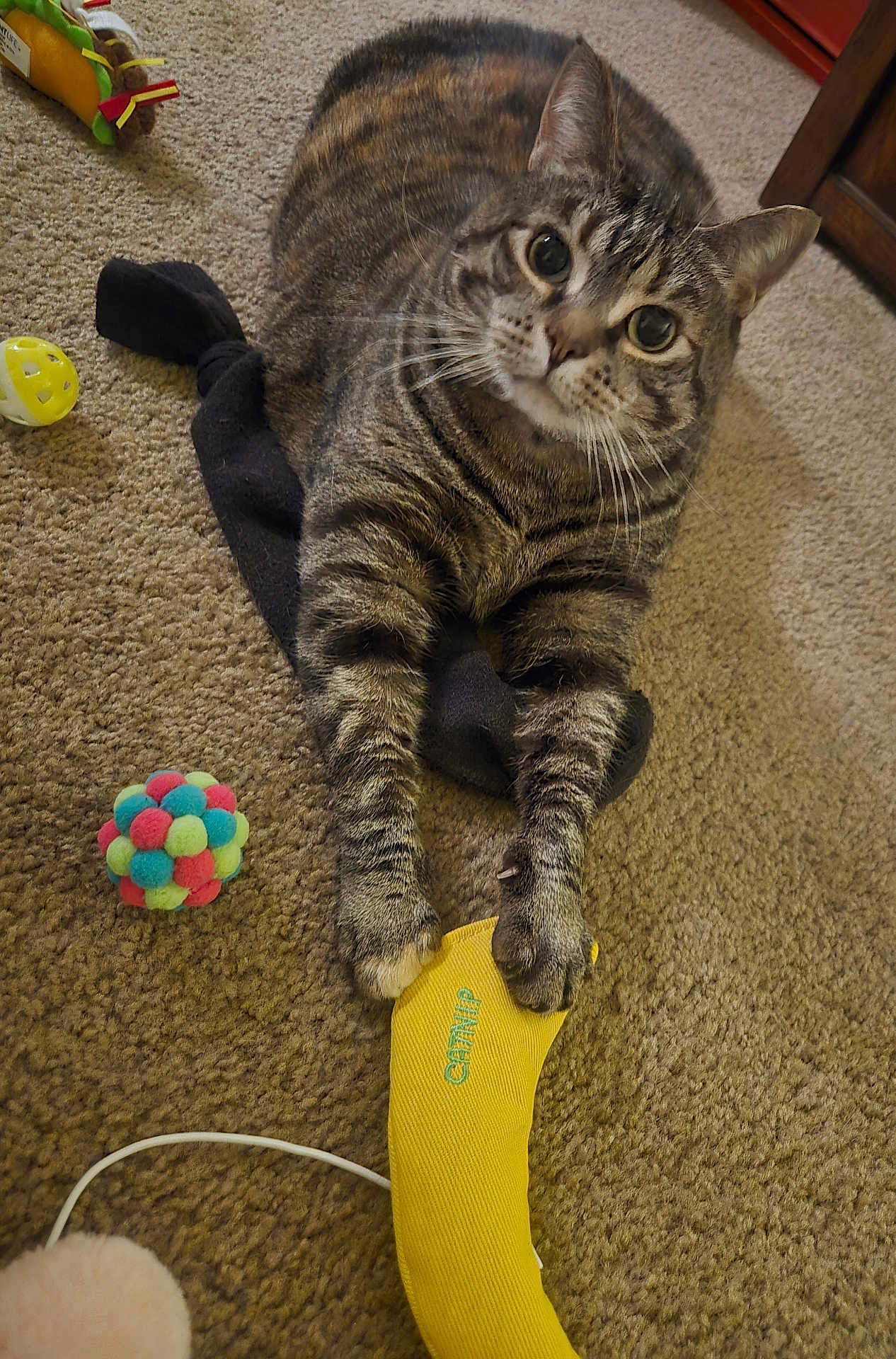 Amora is registered to the contest to win money with this photo: cat, tabby, toy, banana_toy, carpet, indoor, pet, animal, colorful, playful, feline, whiskers, claws, paw, curious, cute, domestic_cat, floor, household, relaxed