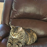 Amora joined the competition — help win amazing prizes! cat, tabby_cat, ginger_cat, leather_chair, indoor, pet, sleeping, resting, feline, cozy, brown_leather, window, relaxation, animal, domestic_cat, fur, whiskers, paws, comfort, household