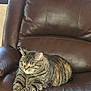cat, tabby_cat, ginger_cat, leather_chair, indoor, pet, sleeping, resting, feline, cozy, brown_leather, window, relaxation, animal, domestic_cat, fur, whiskers, paws, comfort, household