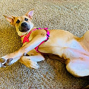 Luna is registered to the contest to win money with this photo: dog, canine, pet, animal, lying_down, carpet, beige, pink_harness, paw, ears, fur, cute, playful, domestic_animal, mammal, indoor, resting, stretching, looking_at_camera, young_dog