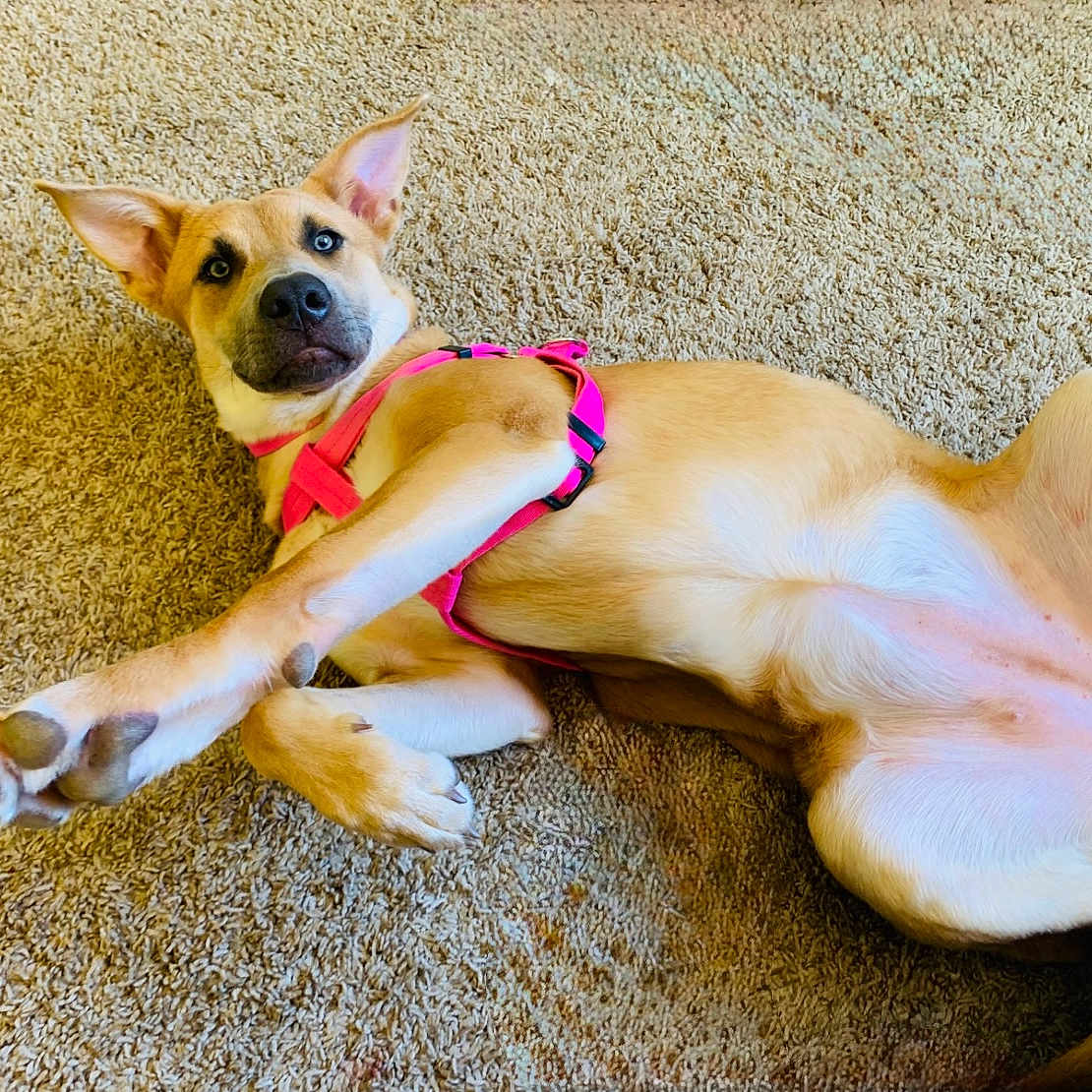Luna is registered to the contest to win money with this photo: animal, beige, canine, carpet, cute, dog, domestic_animal, ears, fur, indoor, looking_at_camera, lying_down, mammal, paw, pet, pink_harness, playful, resting, stretching, young_dog