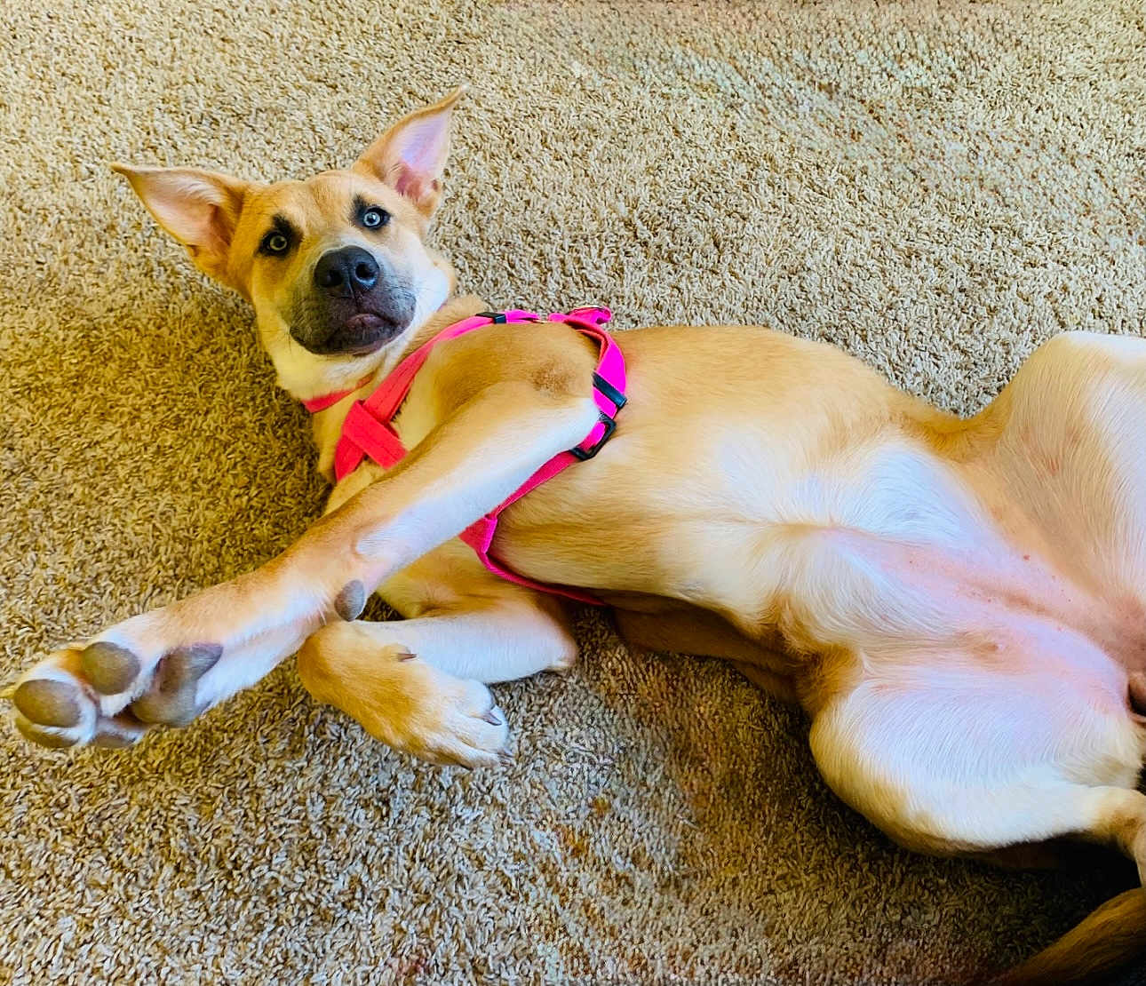 Luna