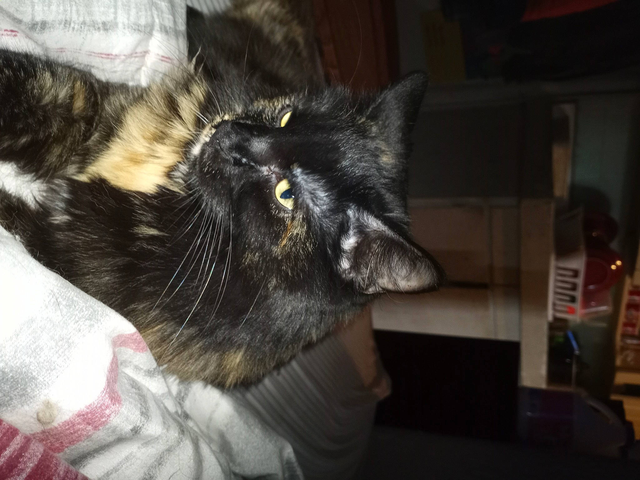 Sheba joined the competition — help win amazing prizes! black_cat, carnivore, cat, claw, comfort, domestic_short_haired_cat, ear, felidae, fur, gesture, nap, paw, small_to_medium_sized_cats, snout, tail, whiskers