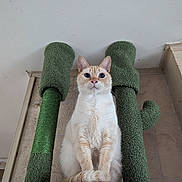 Loki a rejoint le concours — aidez-le/la à gagner de superbes lots ! abyssinian, animal, architecture, armchair, cat, chair, clothing, couch, furniture, homedecor, hosiery, kitten, knitwear, manx, pet, shelf, siamese, sock, sweater, wood