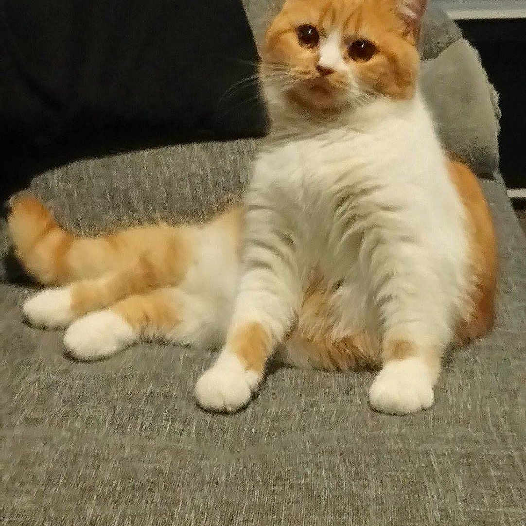 Simba