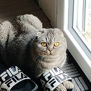 Zazou participe au concours pour gagner de l'argent avec cette photo : cat, silver_cat, pet, animal, furry, whiskers, yellow_eyes, round_face, sitting, paws, window, indoor, sunlight, shadows, slippers, shoes, fila, rug, portrait, funny_pose