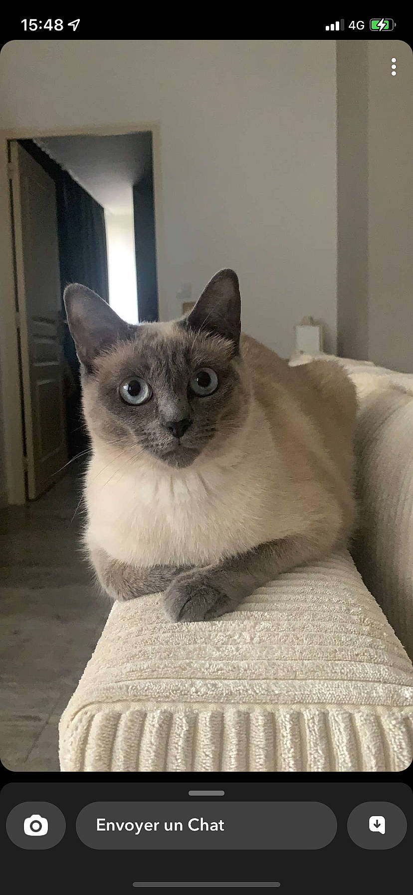 Tyara participe au concours pour gagner de l'argent avec cette photo : balinese, birman, carnivore, cat, comfort, domestic_short_haired_cat, door, eye, fawn, felidae, fur, grey, head, siamese, small_to_medium_sized_cats, snout, tail, thai, whiskers, window