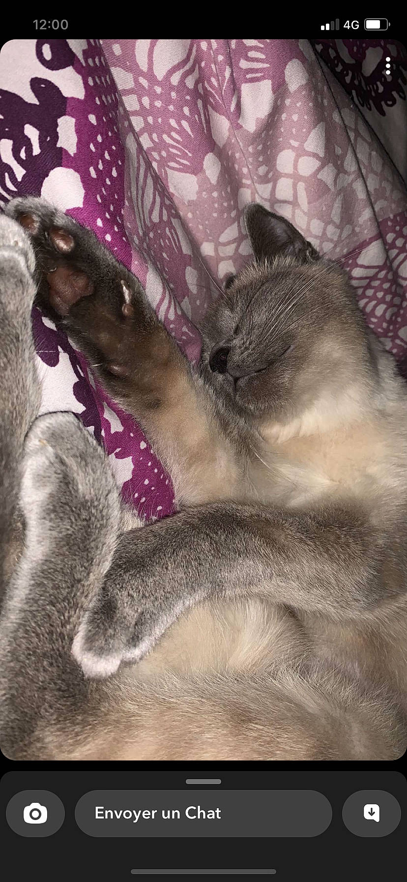 Tyara a rejoint le concours — aidez-le/la à gagner de superbes lots ! canidae, carnivore, cat, claw, comfort, dog_breed, domestic_short_haired_cat, fawn, felidae, fur, marsupial, nap, paw, sleep, small_to_medium_sized_cats, snout, tail, terrestrial_animal, whiskers, wildlife