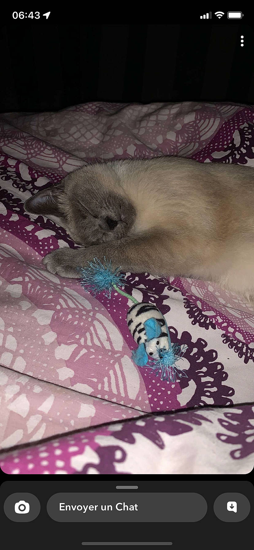 Tyara participe au concours pour gagner de l'argent avec cette photo : art, birman, carnivore, cat, eyelash, fawn, felidae, fur, linens, magenta, pattern, paw, pink, purple, siamese, small_to_medium_sized_cats, tail, textile, visual_arts, whiskers