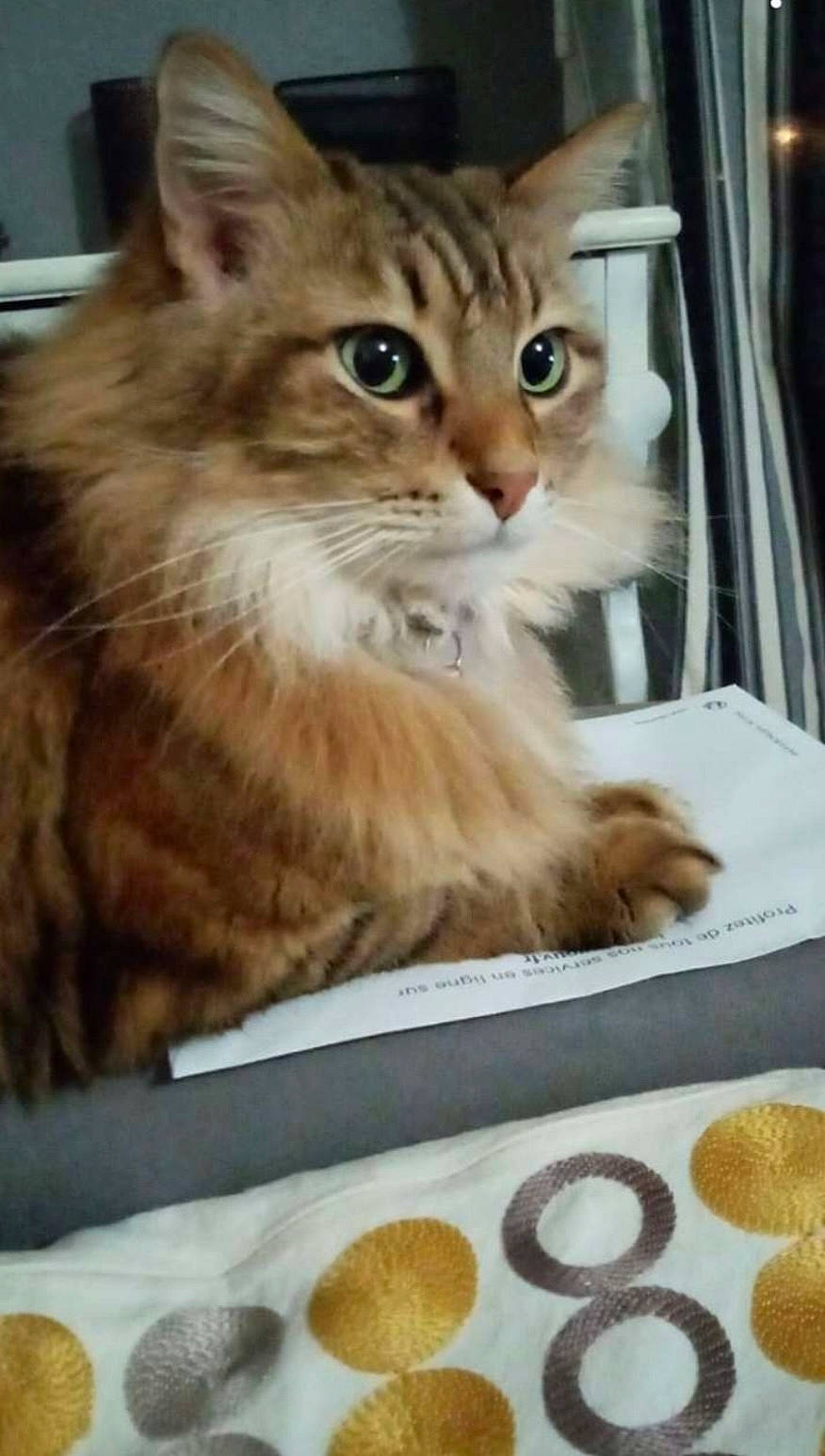 Polux a rejoint le concours — aidez-le/la à gagner de superbes lots ! box, carnivore, cat, cat_supply, comfort_food, cuisine, domestic_short_haired_cat, fawn, felidae, fur, ingredient, maine_coon, paw, photo_caption, plate, serveware, small_to_medium_sized_cats, snout, tableware, whiskers